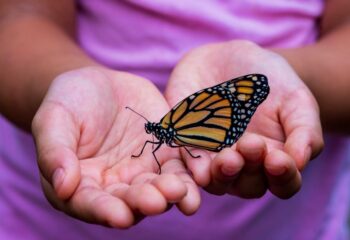 butterfly in my hands