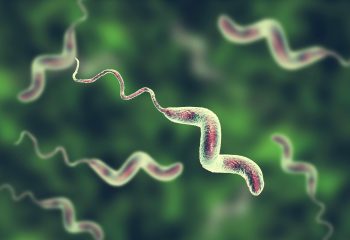 Campylobacter bacteria, C. jejuni, C. fetus, Gram-negative S-shaped motile bacteria the causative agent of food-borne infection campylobacteriosis, 3D illustration
